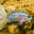 Jack Dempsey Cichlid (click for more detail)