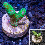 LiveAquaria® Cultured Stylophora Coral  (click for more detail)