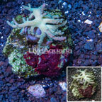 Sinularia Leather Coral Indonesia (click for more detail)