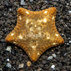 Pillow Sea Star (click for more detail)