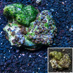 Zoanthus Coral Indonesia (click for more detail)