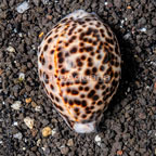 Cowrie Tiger Snail (click for more detail)