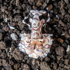 Harlequin Shrimp, Male (click for more detail)