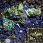 Zoanthus Coral Tonga (click for more detail)