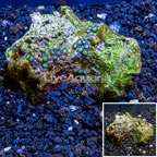 Zoanthus Coral Tonga (click for more detail)