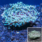 LiveAquaria® Cultured Hammer Coral (click for more detail)