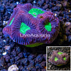 LiveAquaria® Cultured Goniastrea Coral (click for more detail)