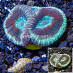 LiveAquaria® Cultured Goniastrea Brain Coral  (click for more detail)