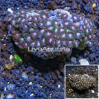 Zoanthus Coral Africa (click for more detail)