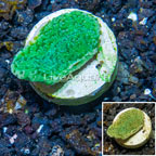 LiveAquaria® Cultured Montipora Coral (click for more detail)