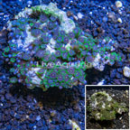 Zoanthus Coral Africa (click for more detail)