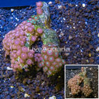 Zoanthus Coral Fiji (click for more detail)