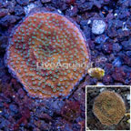 LiveAquaria® Cultured Montipora Coral (click for more detail)