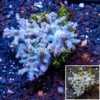 Sinularia Leather Coral Indonesia (click for more detail)