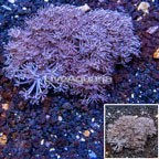 Xenia Coral Vietnam (click for more detail)