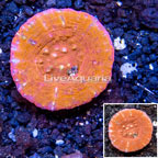 Scolymia Coral Australia (click for more detail)