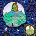 LiveAquaria® Cultured Cabbage Leather Coral  (click for more detail)