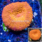 LiveAquaria® Cultured Lobed Brain Coral  (click for more detail)