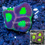 LiveAquaria® Cultured Goniastrea Coral (click for more detail)