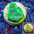 LiveAquaria® Cultured Favia Coral (click for more detail)