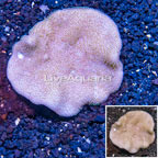 Toadstool Mushroom Leather Coral  Vietnam (click for more detail)