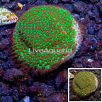 USA Cultured Screamin Demon Porites Frag (click for more detail)