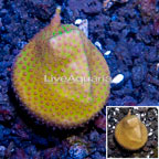 USA Cultured Jolly Green Giant Porites Coral  (click for more detail)