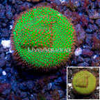 USA Cultured Screamin Demon Porites Coral  (click for more detail)