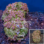 Zoanthus Coral Africa (click for more detail)