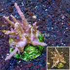 Tree Coral Indonesia (click for more detail)