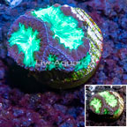 LiveAquaria® Cultured Blastomussa Coral  (click for more detail)