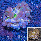 Zoanthus Coral Vietnam (click for more detail)