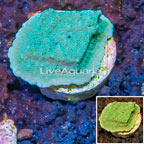 LiveAquaria® Cultured Montipora Coral (click for more detail)