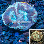 LiveAquaria® Cultured Goniastrea Brain Coral (click for more detail)