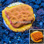 LiveAquaria® Cultured Jason Fox Lunar Leptoseris Coral (click for more detail)