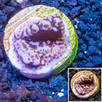 LiveAquaria® Cultured Montipora Coral (click for more detail)