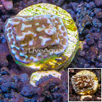 LiveAquaria® Cultured Montipora Coral (click for more detail)