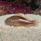 Arc-eye Hawkfish (click for more detail)