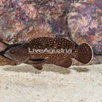 Starry Grouper (click for more detail)