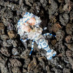 Harlequin Shrimp (click for more detail)