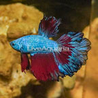 Rosetail Betta (click for more detail)