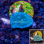 LiveAquaria® Ultra Chalice Coral (click for more detail)