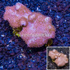 Toadstool Leather Coral Vietnam (click for more detail)