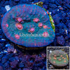 LiveAquaria® Cultured Ultra Chalice Coral (click for more detail)