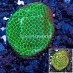 USA Cultured Jolly Green Giant Porites Coral (click for more detail)