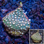 LiveAquaria® Cultured Cyphastrea Frag (click for more detail)