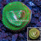 USA Cultured Porites Coral  (click for more detail)