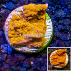 LiveAquaria® Cultured Montipora Coral (click for more detail)