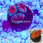 Acan Lord Coral (click for more detail)