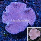 Toadstool Mushroom Leather Coral  Vietnam (click for more detail)